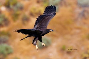 Bald-Eagle;Eagle;Haliaeetus-leucocephalus;curved-beak;juvenile;predator;raptor;r